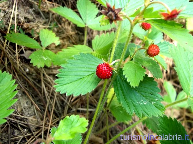 Fragoline di Bosco a Lorica