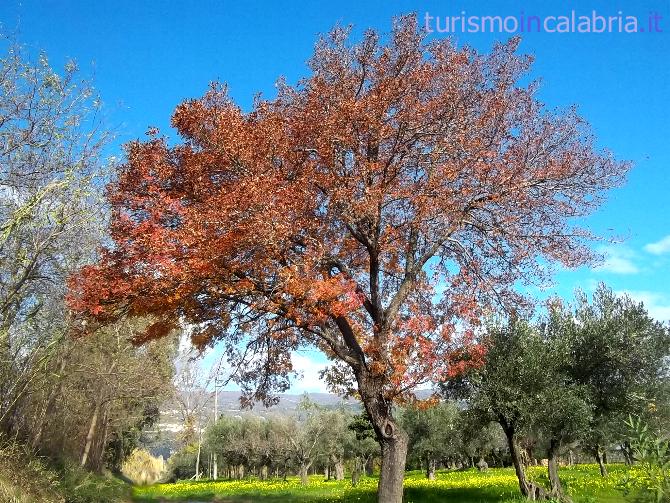 Albero in Autunno