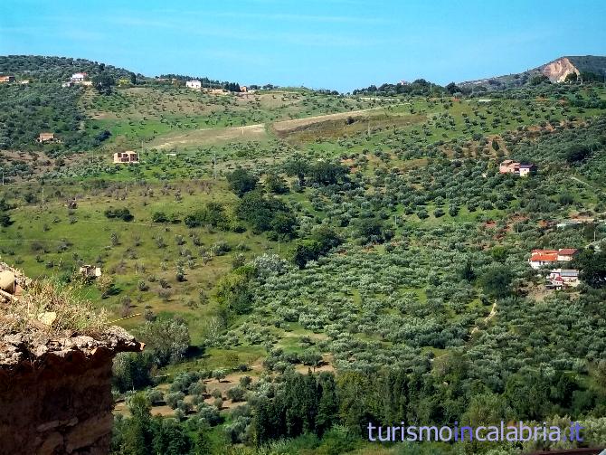 Collina di Ulivi Secolari a Cleto