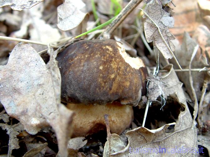 Calabria Terra di Funghi Porcini