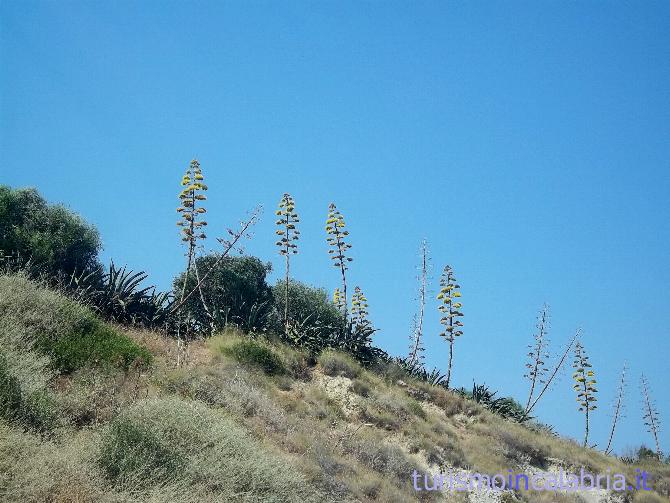 Agave Fiorite Spiaggia Le Castella