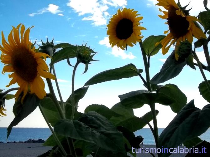 Girasoli sul Lungomare di Amantea