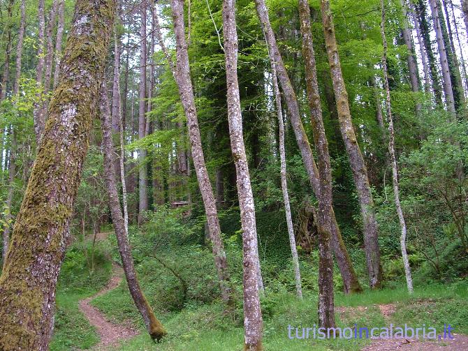 Passeggiata lungo il sentiero nel Bosco della Riserva a Mongiana