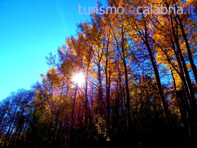 Autunno Alberi Foglie Gialle