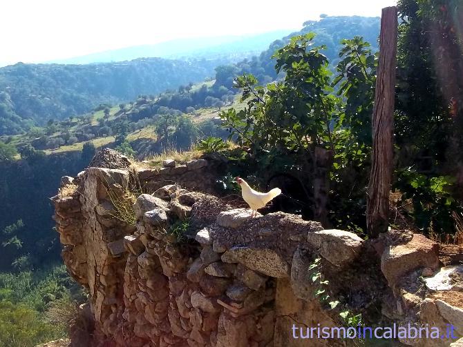 Gallinella a Badolato