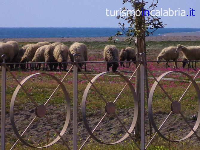 Pecore in Spiaggia Calabria