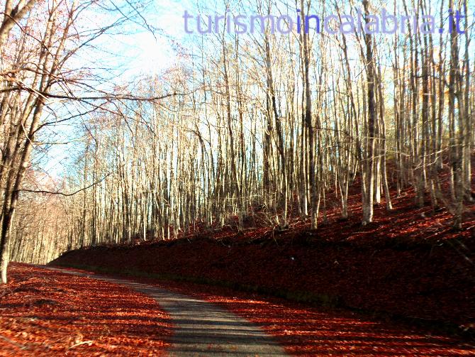 Autunno nel Bosco in Calabria