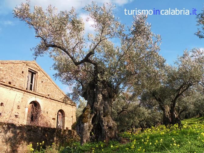 Campagna Calabrese Ulivi