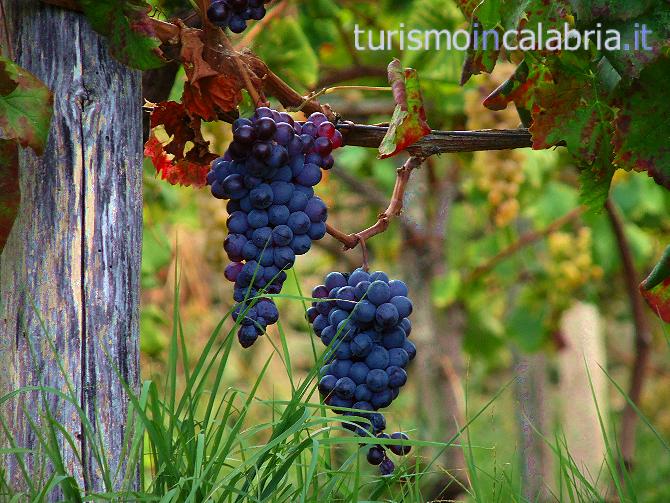 Vini Calabresi - Enotria Terra del Vino