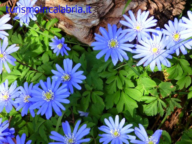 Anemone Appennina