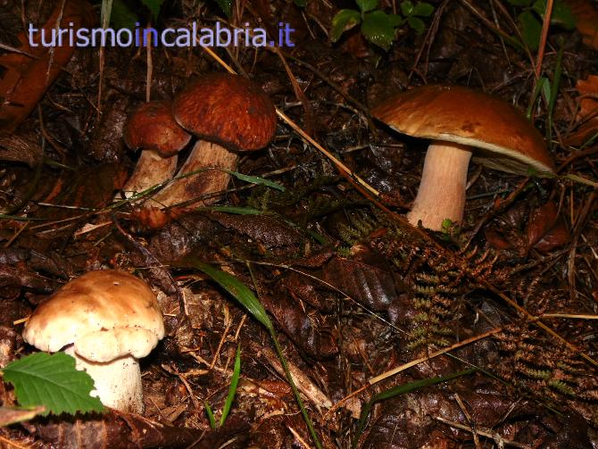 Funghi Porcini per Boschi