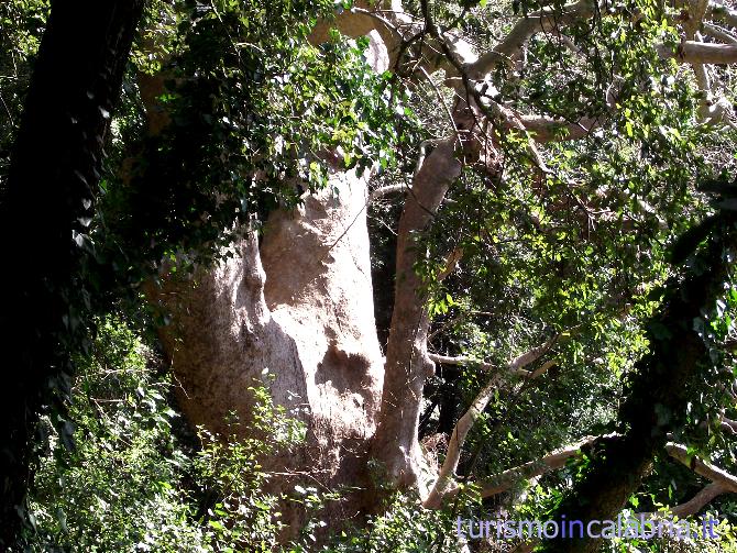 Il Platano gigante di Curinga nascosto nel bosco