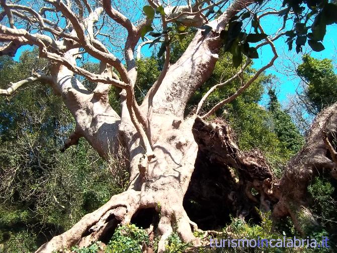 La maestosità del gigante di platano orientale a Curinga, il più grande in Italia con il tronco cavo e l'apertura in esso