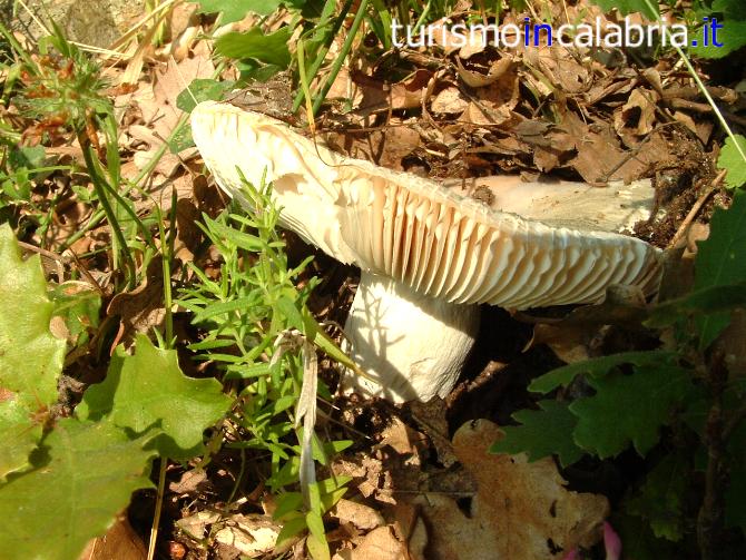 Lactarius piperatus in Calabria