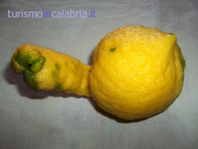 Limone con Proboscide
