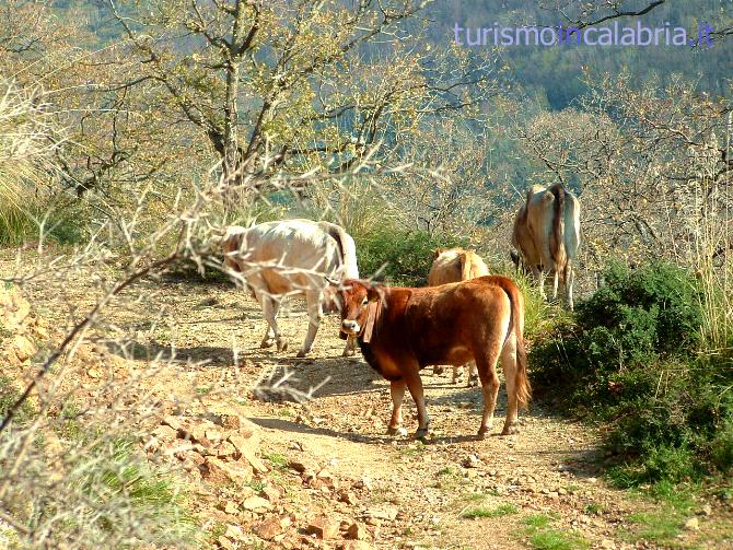 Mucche per Boschi