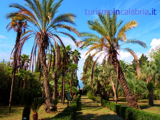 Il viale delle palme sembra un'oasi tropicale e invece è fuori la città di Lamezia Terme