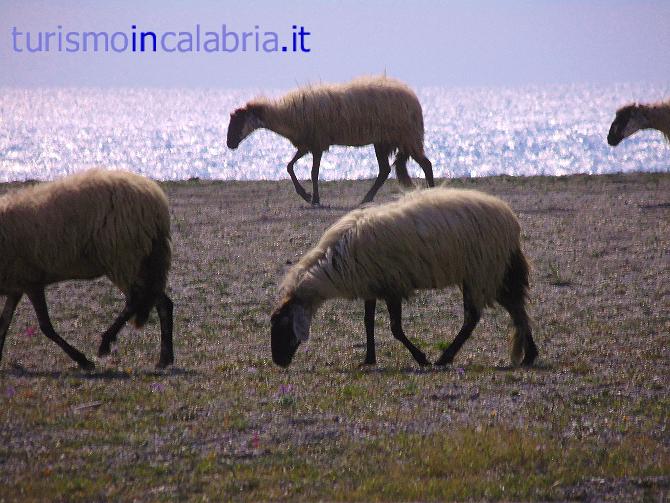 Pecore sulla Spiaggia Gizzeria