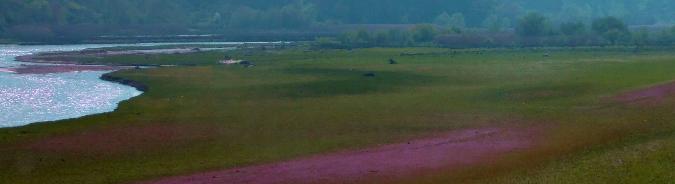 Riserva Naturale Regionale del Lago di Tarsia e della Foce del Crati