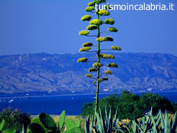 Agave Fiorita Siderno