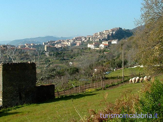 Pecore al Pascolo nella Campagna