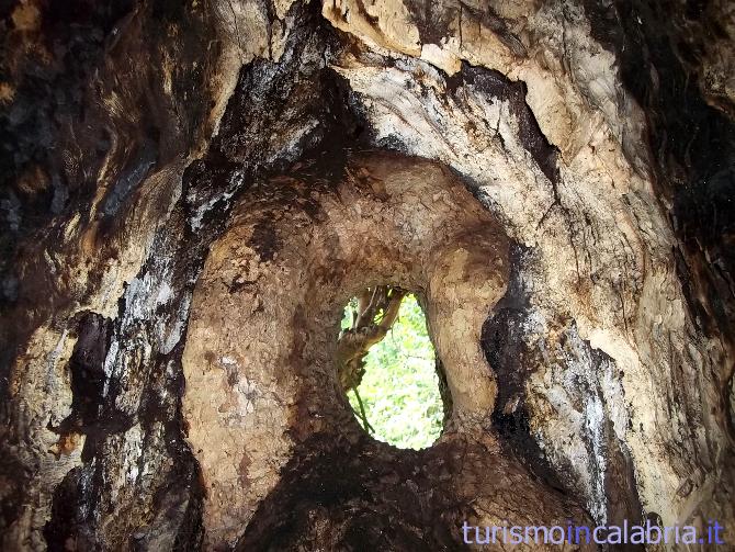 Apertura nel Tronco del Gigante