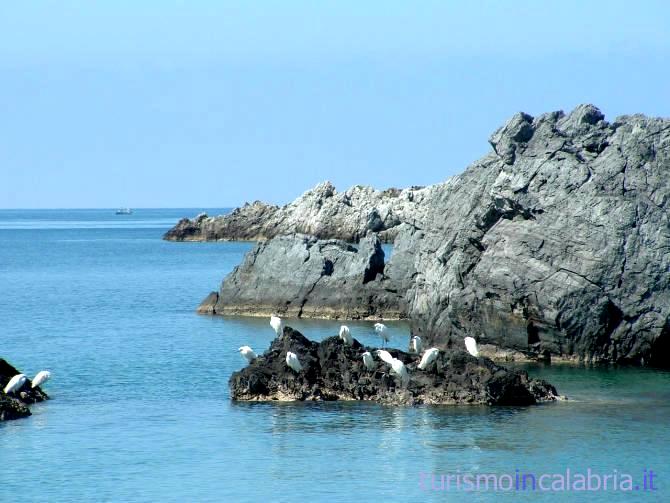 Praia a Mare Gabbiani sugli Scogli