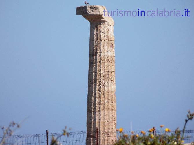 Colonna Tempio Lacinio Crotone