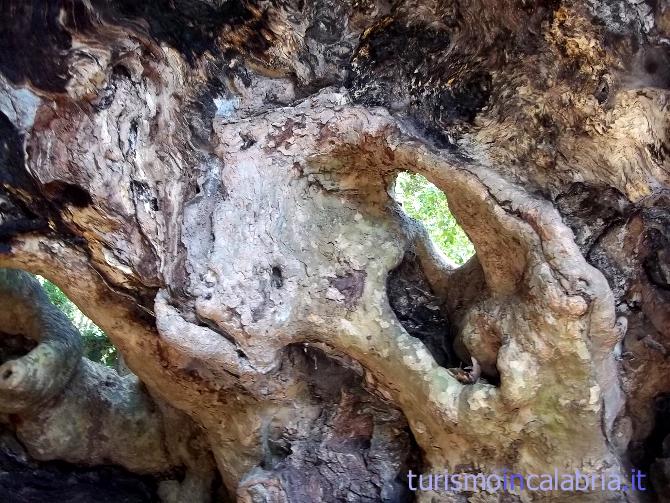 Nella cavità del tronco del Gigante di Platano a Curinga ci sono delle aperture da cui si osserva all'esterno
