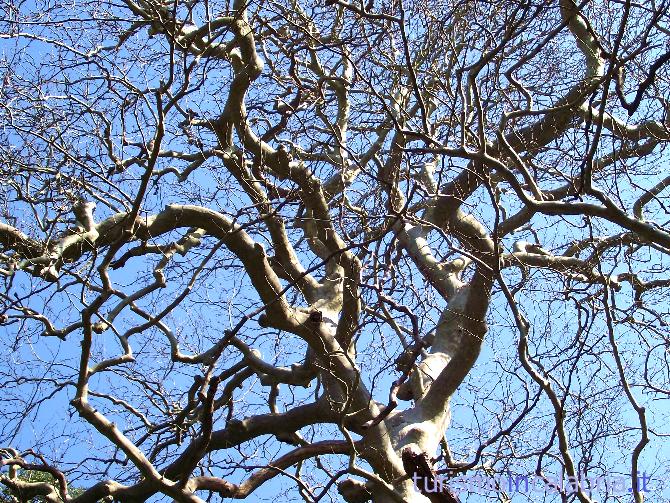 I rami del platano gigante di Curinga sembrano voler afferare il cielo
